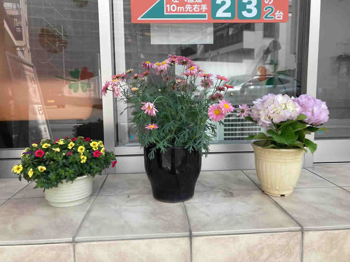 入口 - 左　カリブラコア　セレブレーションカーニバル　中　マーガレット　シンプリーコーラル　右　ギザギザの花弁が可愛い薄いピンクの紫陽花