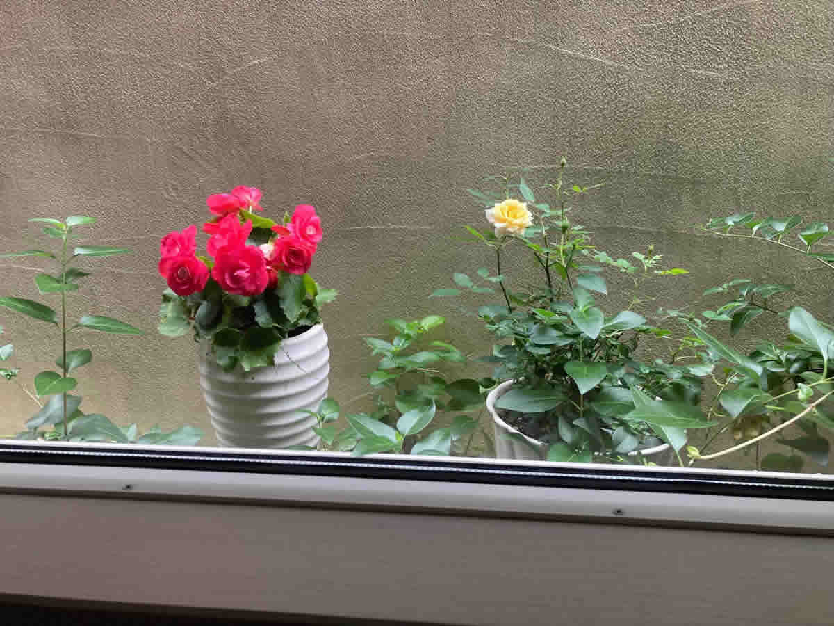 右チェア前 - 左　ベゴニア、右　去年咲いた薔薇が今年もまた