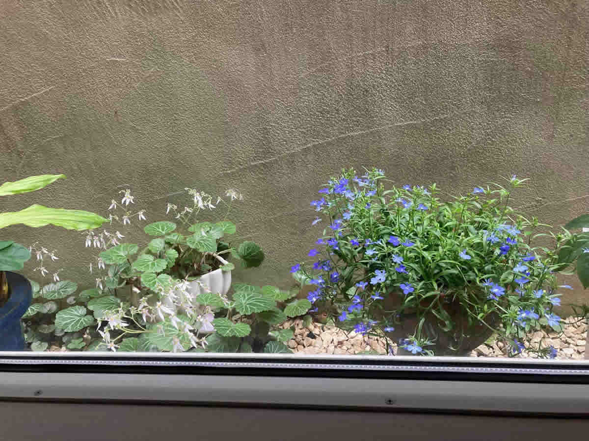 左チェア前 - 左　雪の下の花、右　アズーロコンパクトの混色植え　スカイブルー　ウルトラマリン　ブルーウイズアイ