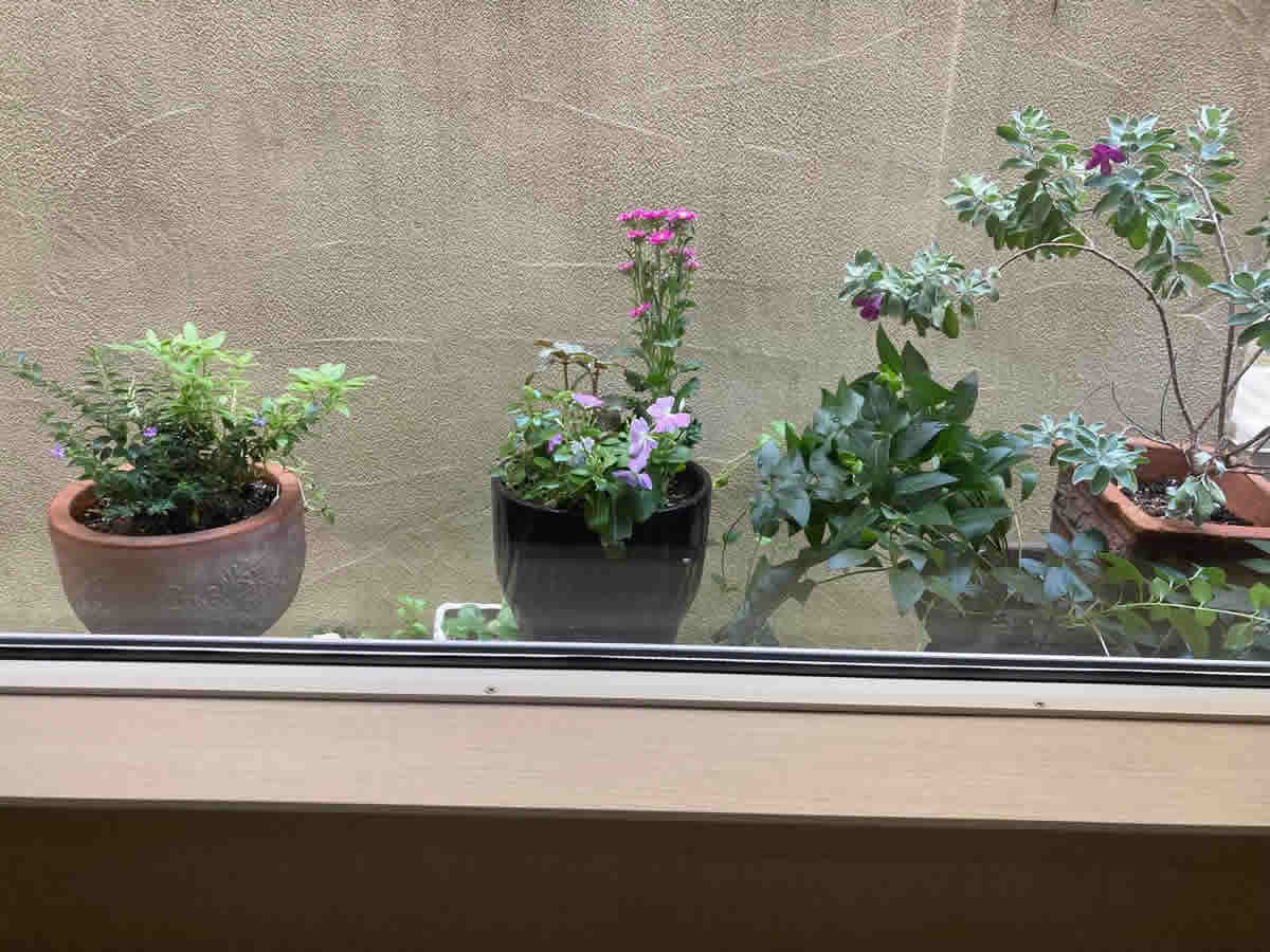 右チェア前 - 左　クフェアヒッソピホォリア、バジル。中　アスター、ニチニチソウ、ピレアディプレッサ、ピレアインボルクラタ。右　一昨年のホワイトセージのピンクの花