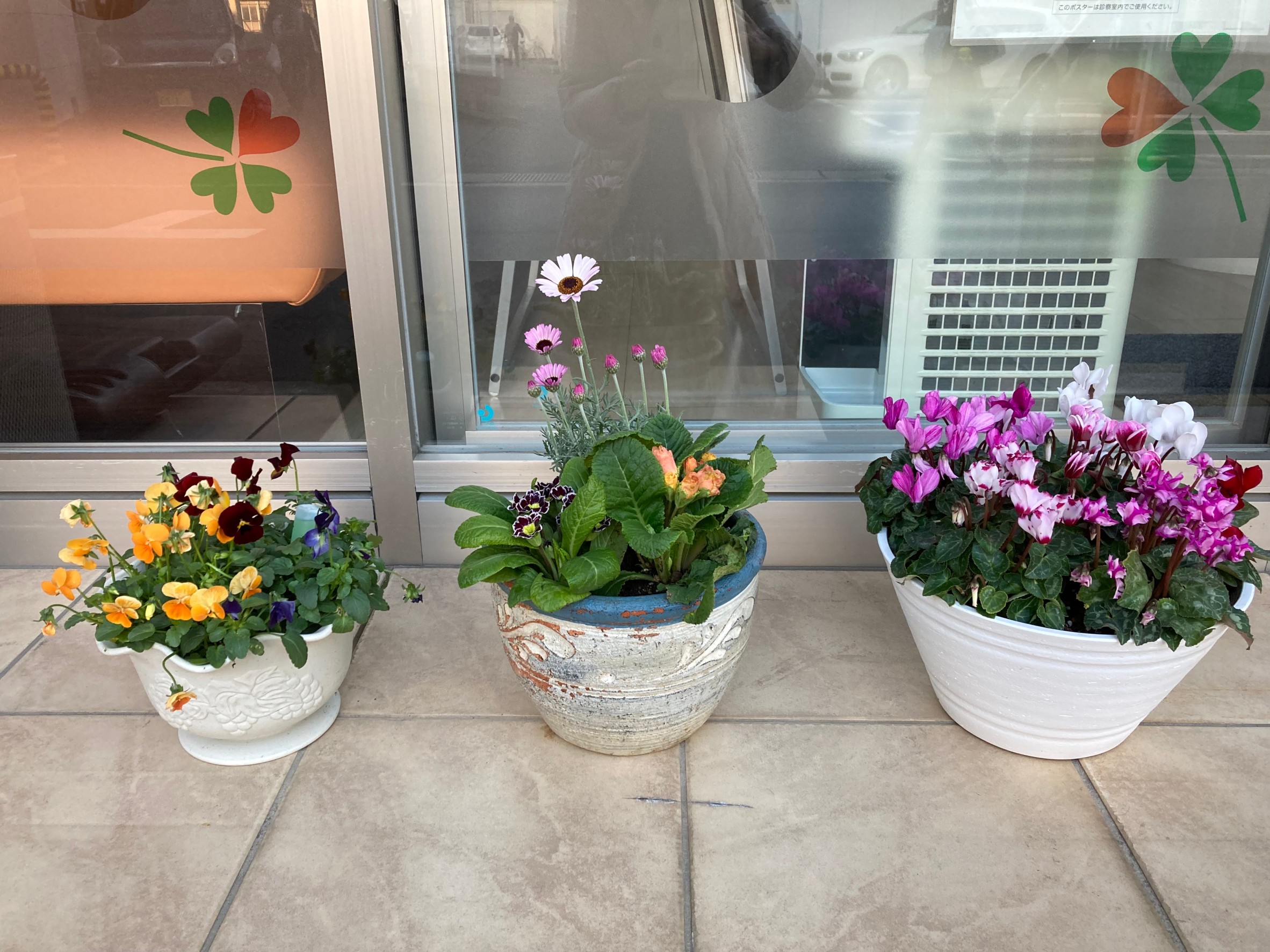 入口 - 左：パンジーの寄植え。中：ローダンセラム　エルフピンク、プリムラジュリアン　薔薇咲き、プリムラビクトリア。右：ガーデンシクラメンの寄植え。